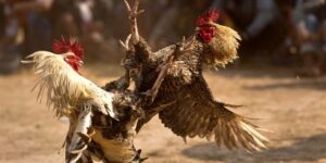 Đá gà MMWIN - Sân chơi chọi kê hiện đại và hình ảnh chất lượng