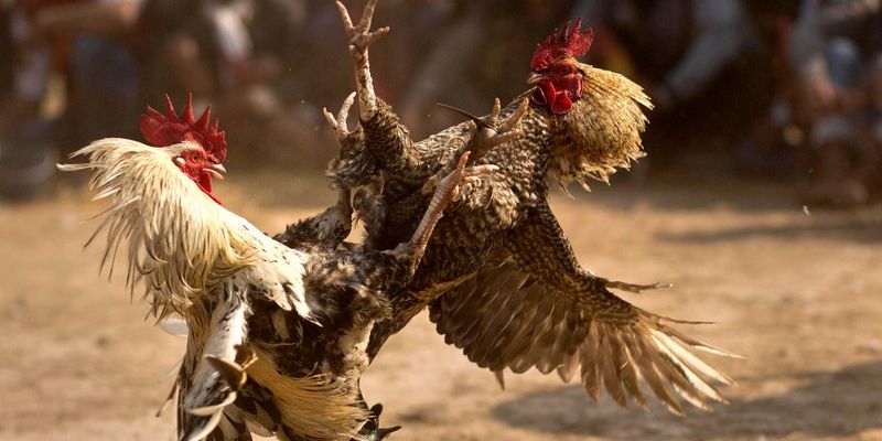 Đá gà MMWIN - Sân chơi chọi kê hiện đại và hình ảnh chất lượng